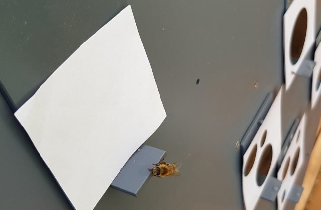 Фото - Пчелы понимают, что такое ноль