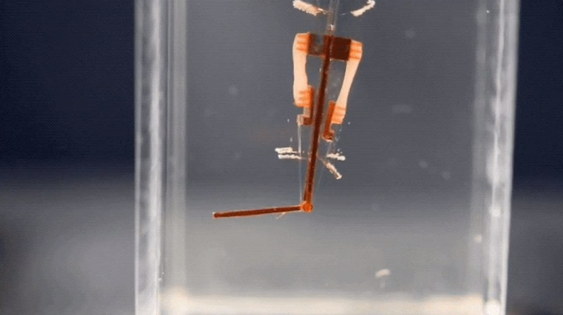 Фото - Киборги здесь: ученые поместили живые клетки в палец робота