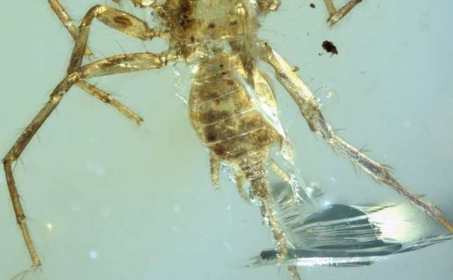 Фото - Учёные обнаружили в куске янтаря вымершего паука-химеру